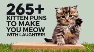 Kitten Puns to Make You Meow with Laughter!