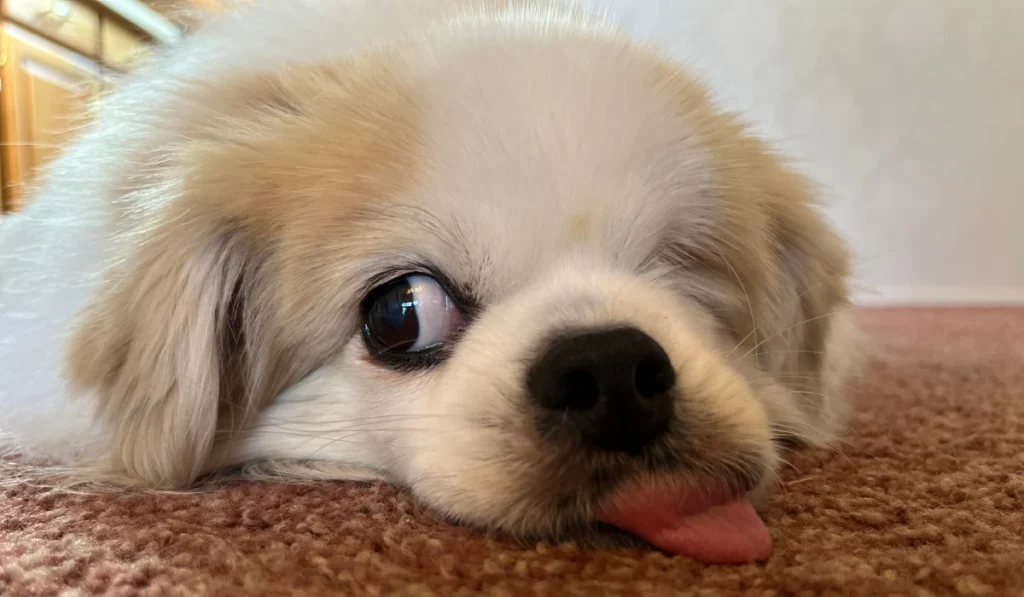 funny monday morning images