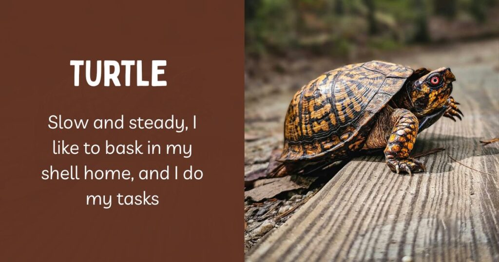 animal riddles for kids