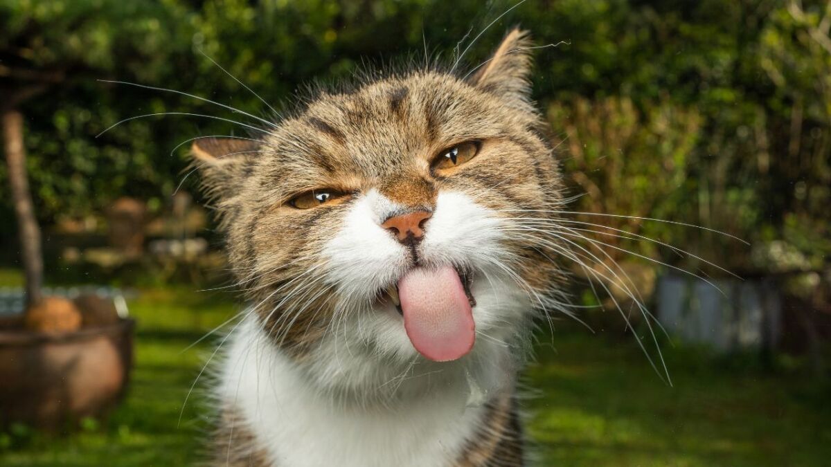 cat puns