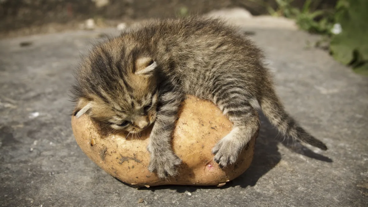 cat puns