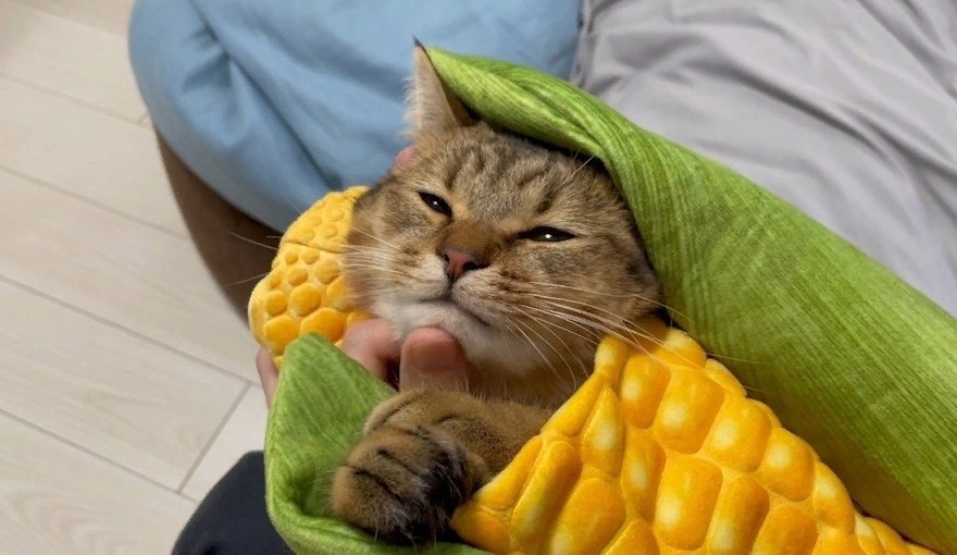 corny jokes