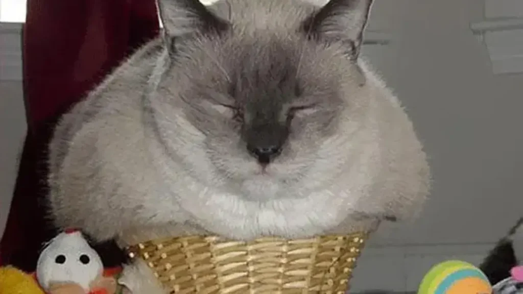 cat puns