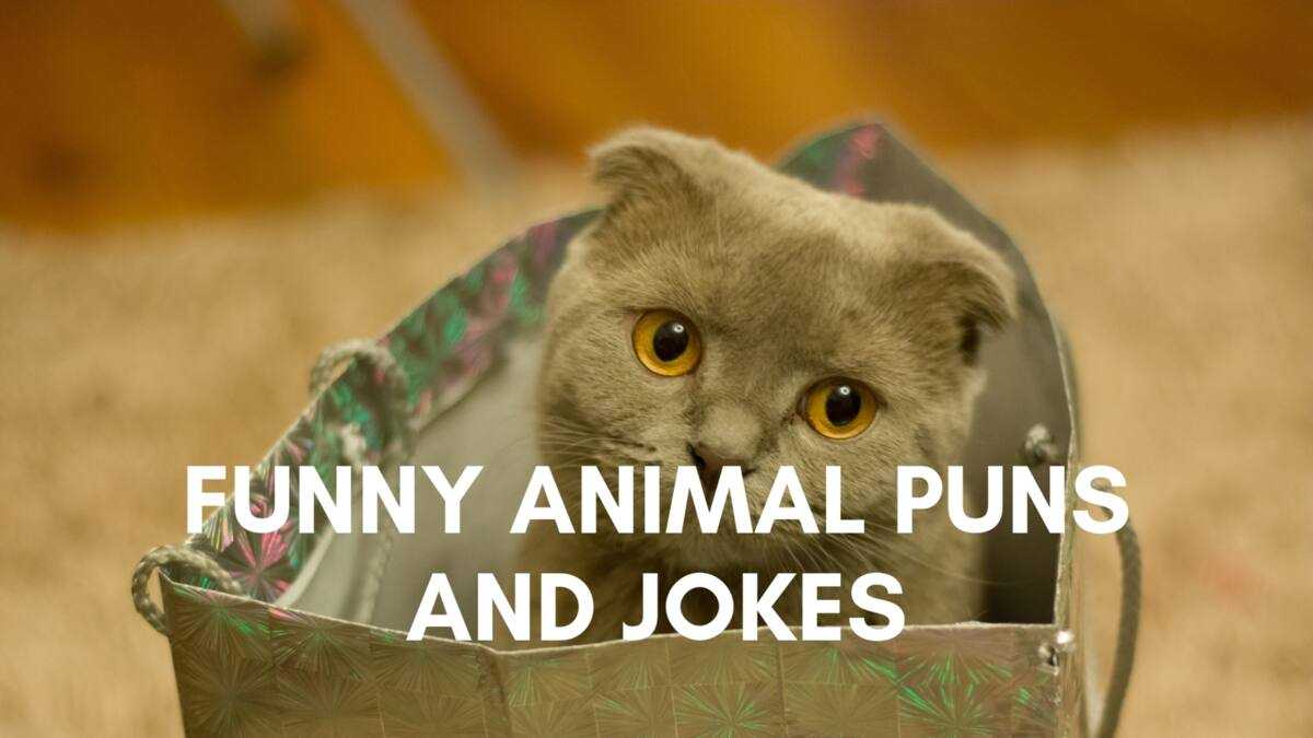 animal jokes for kids