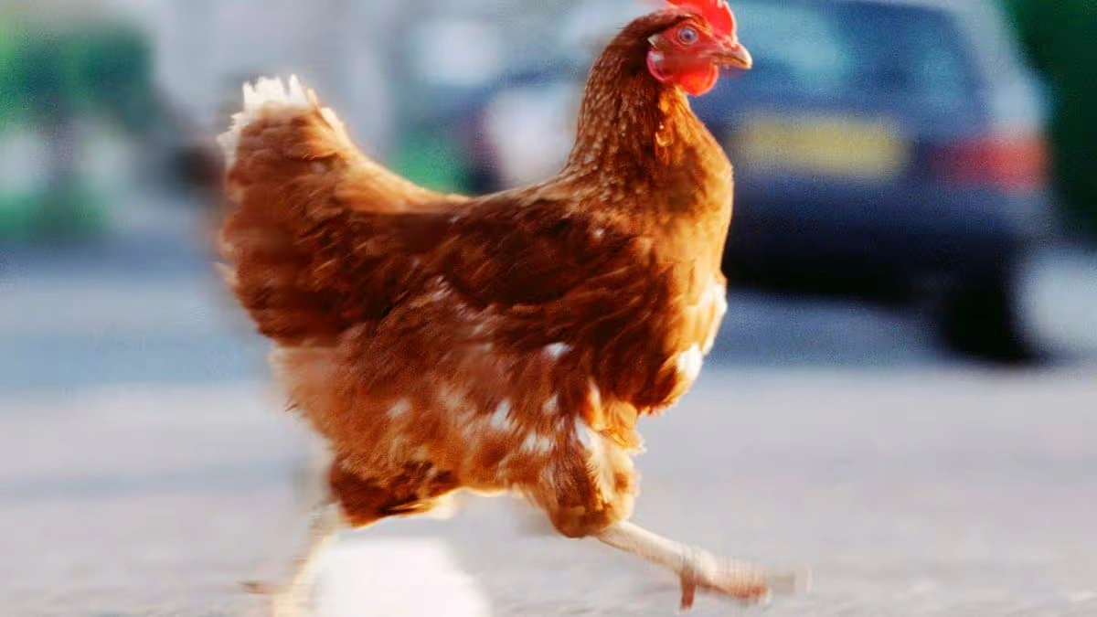 chicken jokes