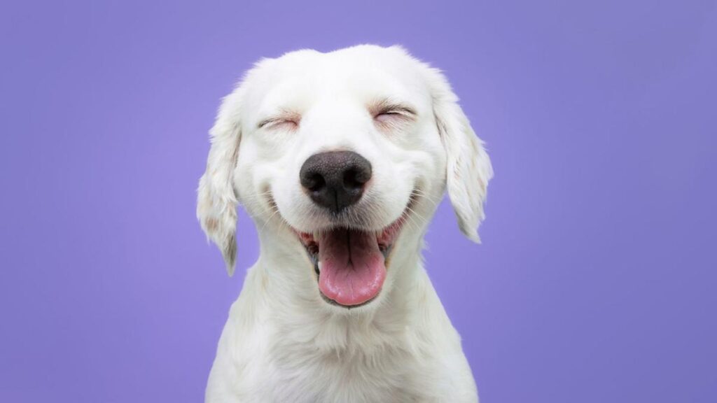 dog puns