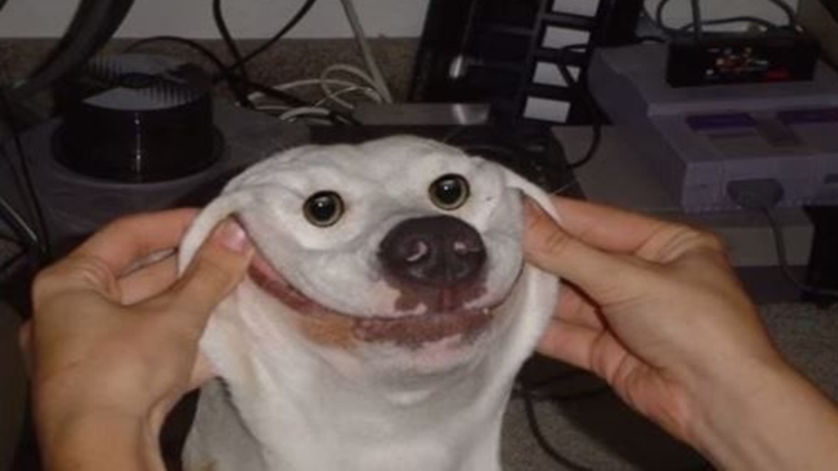 dog puns