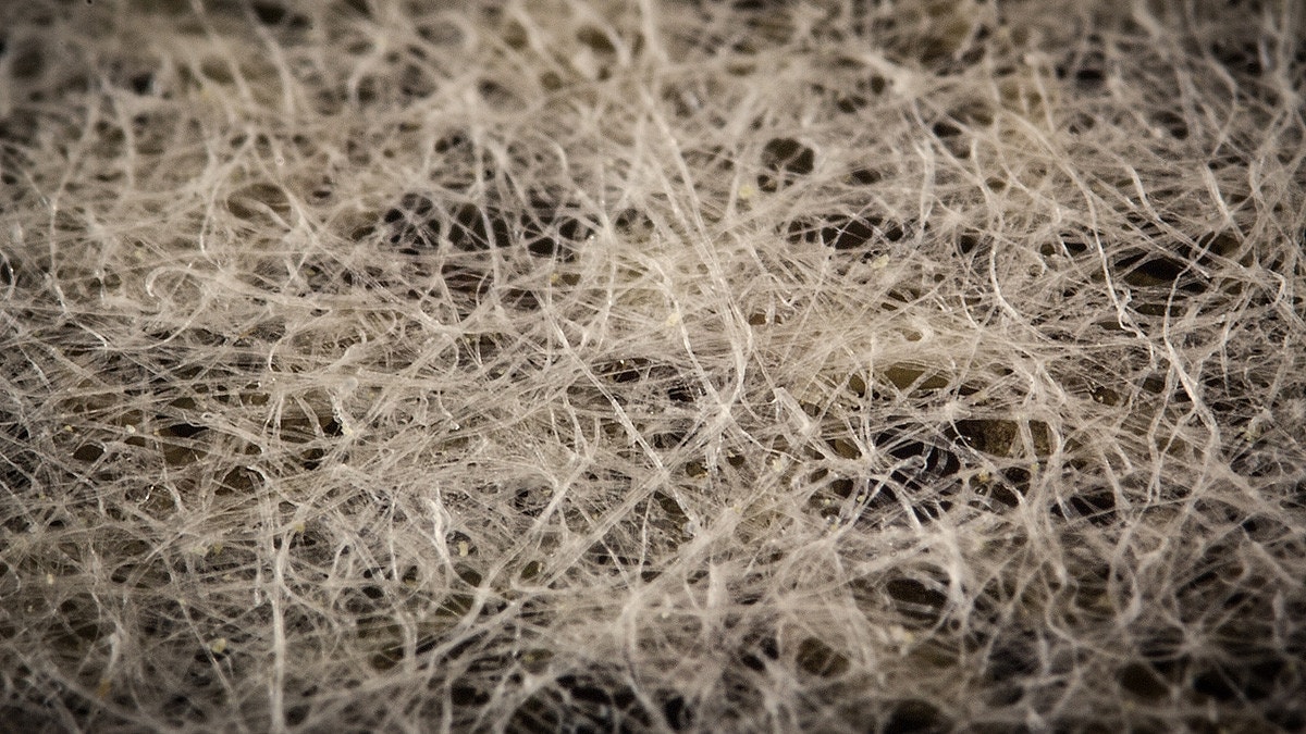 guess the object zoomed in