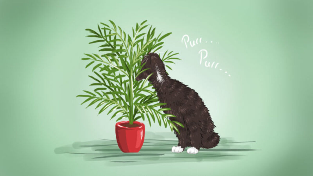 plant puns