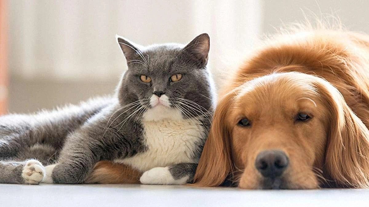 funny pet names