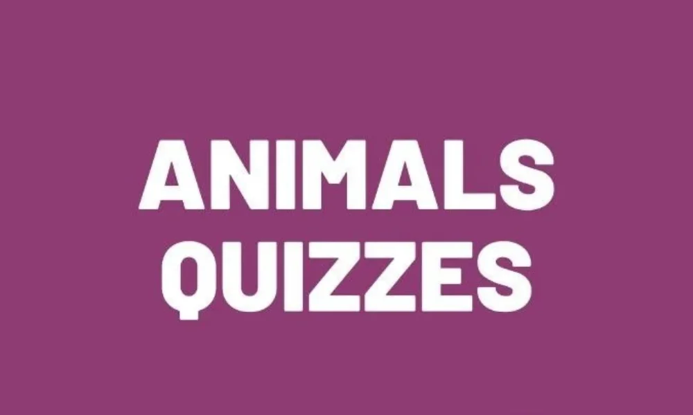 A solid purple background featuring centered, bold white text that reads "ANIMALS QUIZZES".