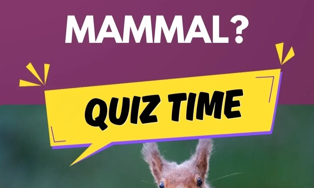 A purple and green split background image featuring white text asking "MAMMAL?" above a yellow speech bubble reading "QUIZ TIME", with a squirrel peaking from the bottom.